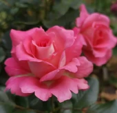 Роза Вайкики грандифлора (Золотая сотка Алтая)