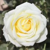 Роза Белый шоколад Чайно-гибридная (Садовита)