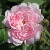 Роза Фейри Почвопокровная (Садовита)