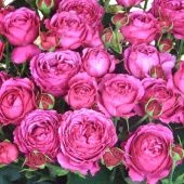 Роза Рич Бабблз спрей (Сиб сад)