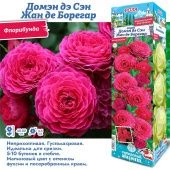 Роза Домэн дэ Сэн Жан де Борегар флорибунда (Сиб сад)