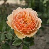 Роза Краун Принцесс Маргарет Шраб (Английская) (Садовита)