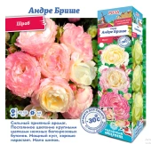 Роза Андре Брише (Имка Марина) шраб (Сиб сад)