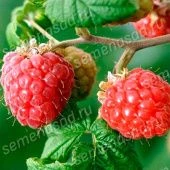 Малина Вера (ПОИСК) КАПЕР