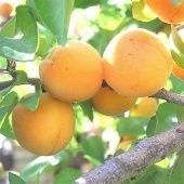 Абрикос Алеша (в коробке) (ПОИСК)