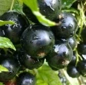 Смородина черная Добрыня (ПОИСК)