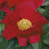 Пион Америка (ПОИСК)