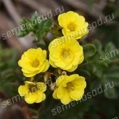 Лапчатка кустарниковая Цитрус Тарт (ПОИСК)