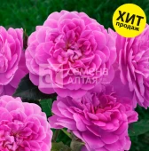 Роза Сиреневый Дождь почвопокровная (Барнаул)