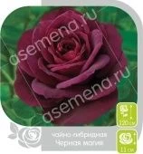Роза Черная Магия чайно-гибридная (Барнаул)