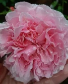 Роза Николя Бриансон флорибунда (Золотая сотка Алтая)