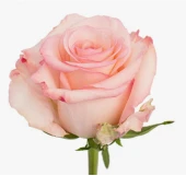 Роза Паулина чайно-гибридная (Барнаул)