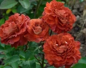 Роза Викториана флорибунда (Золотая сотка Алтая)