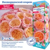 Роза Викторианский Секрет чайно-гибридная (Сиб сад)