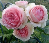 Роза Демюр Леди чайно-гибридная (Садовита)