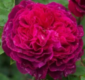 Роза Артур де Сансаль шраб (Садовита)