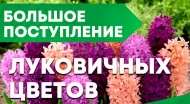 Поступление Луковичные и корневищных от ТМ ПОИСК