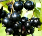 Смородина черная Сокровище (ПОИСК)