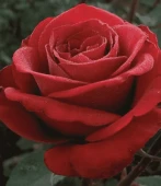 Роза Самурай чайно-гибридная ЭКОНОМ (Барнаул)