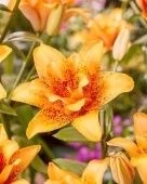 Лилия Дабл Леди 5шт (КолорЛайн)