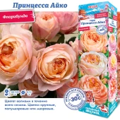 Роза Принцесса Айко японская флорибунда (Сиб сад)