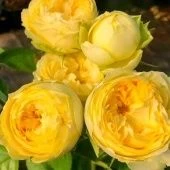 Роза Лемон Помпон чайно-гибридная (Золотая сотка Алтая)