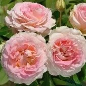 Роза Цезарь плетистая (Садовита)