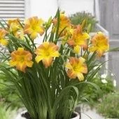 Лилейник гибридный ЭвериДейлили Панч Йеллоу 1шт (ПОИСК)