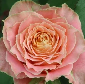 Роза Кантри Спирит Леди чайно-гибридная (Золотая сотка Алтая)