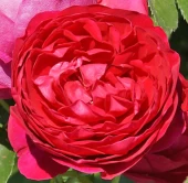 Роза Парижская Малина грандифлора (Сиб сад)