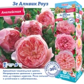 Роза Зе Алнвик Роуз английская (Сиб сад)