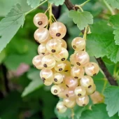 Смородина белая Версальская белая (ПОИСК)