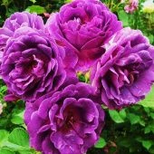 Роза Минерва флорибунда (Золотая сотка Алтая)