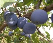 Слива Ночка (в коробке) (ПОИСК)