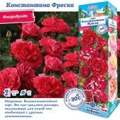 Роза Константина Фреска флорибунда (Сиб сад)