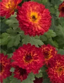 Хризантема корейская Авиньон (ПОИСК)