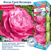 Роза Ферст Грей Вестерн плетистая (Сиб сад)