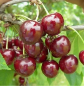 Вишня Ровесница (в коробке) (ПОИСК)