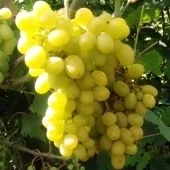Виноград плодовый Гарольд (ПОИСК)