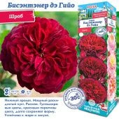 Роза Бисэнтэнер дэ Гийо шраб (Сиб сад)