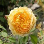 Роза Голден селебрейшн Шраб (Английская) (Садовита)