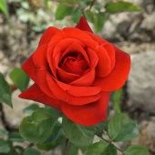 Роза Терракота Чайно-гибридная (Садовита)