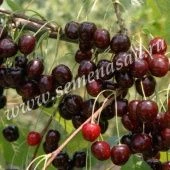 Черешня Ленинградская черная (ПОИСК)
