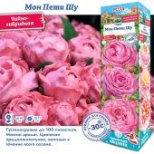 Роза Мон Пети Шу чайно-гибридная (Сиб сад)