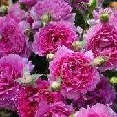 Роза Шахерезада шраб (Садовита)