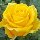 Роза Керио чайно-гибридная (Барнаул)