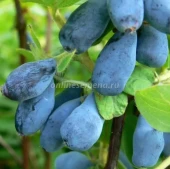 Жимолость съедобная Зимородок (ПОИСК)