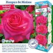 Роза Каприз де Мейян чайно-гибридная (Сиб сад)