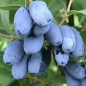 Жимолость съедобная Бореал Бьюти (ПОИСК)