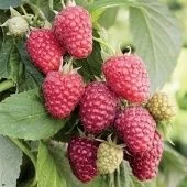 Малина ремонтантная Джоан Джи  (ПОИСК)